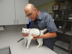Dr. Dave Slaby examining a cat