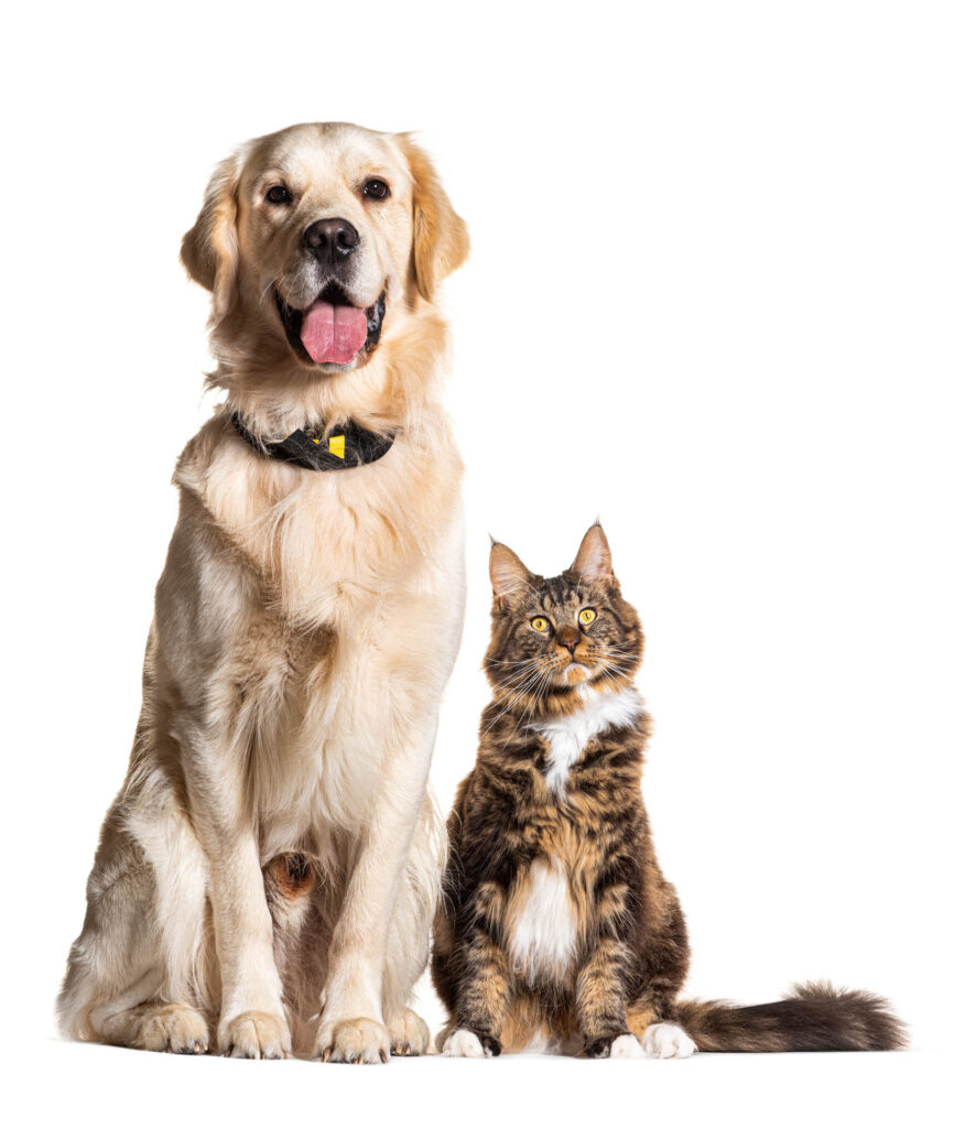 dog and cat smiling together