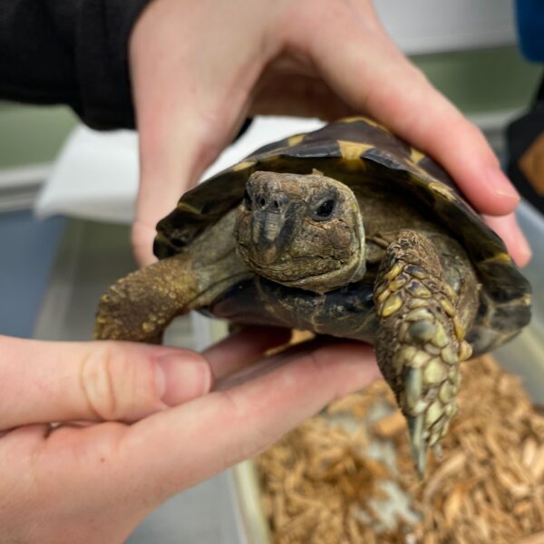 turtle 2024
